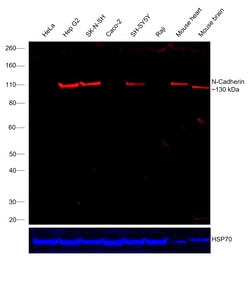 Invitrogen&trade;&nbsp;N-Cadherin Recombinant Mouse Monoclonal Antibody (3B9), Alexa Fluor&trade; Plus 647