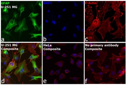 Invitrogen&trade;&nbsp;GFAP Recombinant Mouse Monoclonal Antibody (GA5)