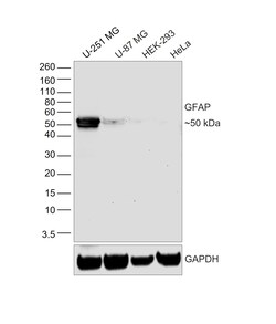 Invitrogen GFAP Recombinant Mouse Monoclonal Antibody (GA5) 100 &mu;L | Buy Online | Invitrogen&trade; | Fisher Scientific
