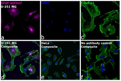 Invitrogen&trade;&nbsp;GFAP Recombinant Mouse Monoclonal Antibody (GA5), Alexa Fluor&trade; Plus 647