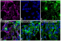 Invitrogen™ DYKDDDDK Tag Recombinant Rat Monoclonal Antibody (L5)