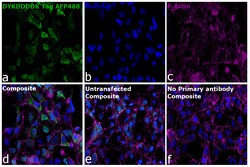 Invitrogen&trade;&nbsp;DYKDDDDK Tag Recombinant Rat Monoclonal Antibody (L5), Alexa Fluor&trade; Plus 488