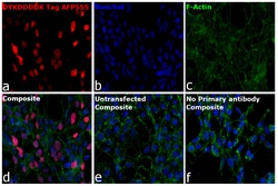 Invitrogen&trade;&nbsp;DYKDDDDK Tag Recombinant Rat Monoclonal Antibody (L5), Alexa Fluor&trade; Plus 555