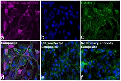 Invitrogen&trade;&nbsp;DYKDDDDK Tag Recombinant Rat Monoclonal Antibody (L5), Alexa Fluor&trade; Plus 647