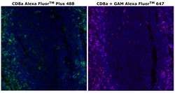 CD8 alpha Monoclonal Antibody (C8/144B), Alexa Fluor&trade; Plus 488, Invitrogen&trade;