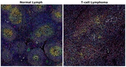 Invitrogen™ CD8 alpha Monoclonal Antibody (C8/144B), Alexa Fluor™ Plus 488