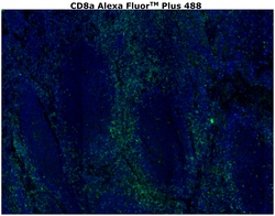 CD8 alpha Monoclonal Antibody (C8/144B), Alexa Fluor™ Plus 488, Invitrogen™