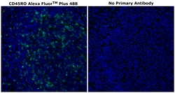 Invitrogen CD45RO Monoclonal Antibody (UCHL1), Alexa Fluor Plus 488 500