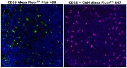 Invitrogen&trade;&nbsp;CD68 Monoclonal Antibody (KP1), Alexa Fluor&trade; Plus 488