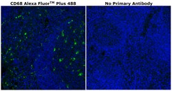 Invitrogen&trade;&nbsp;CD68 Monoclonal Antibody (KP1), Alexa Fluor&trade; Plus 488