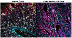 Invitrogen&trade;&nbsp;CD68 Monoclonal Antibody (KP1), Alexa Fluor&trade; Plus 488