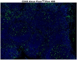 Invitrogen&trade;&nbsp;CD68 Monoclonal Antibody (KP1), Alexa Fluor&trade; Plus 488