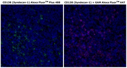 Invitrogen CD138 Monoclonal Antibody (MI15), Alexa Fluor Plus 488 500 &mu;L | Buy Online | Invitrogen&trade; | Fisher Scientific