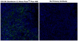Invitrogen&trade;&nbsp;CD138 Monoclonal Antibody (MI15), Alexa Fluor&trade; Plus 488