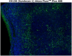 Invitrogen CD138 Monoclonal Antibody (MI15), Alexa Fluor Plus 488 500 &mu;L | Buy Online | Invitrogen&trade; | Fisher Scientific