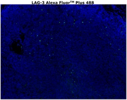 Invitrogen&trade;&nbsp;CD223 (LAG-3) Monoclonal Antibody (3DS223H), Alexa Fluor&trade; Plus 488