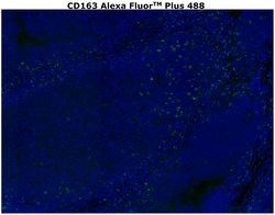 Invitrogen&trade;&nbsp;CD163 Recombinant Rabbit Monoclonal Antibody (RM371), Alexa Fluor&trade; Plus 488