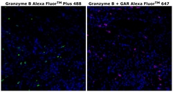 Invitrogen™ Granzyme B Monoclonal Antibody (496B), Alexa Fluor™ Plus 488