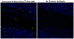 Invitrogen&trade;&nbsp;Granzyme B Monoclonal Antibody (496B), Alexa Fluor&trade; Plus 488