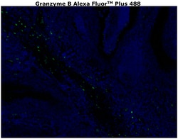 Invitrogen&trade;&nbsp;Granzyme B Monoclonal Antibody (496B), Alexa Fluor&trade; Plus 488