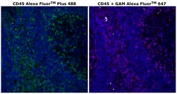 Invitrogen&trade;&nbsp;CD45 Monoclonal Antibody (CD45-2B11), Alexa Fluor&trade; Plus 488