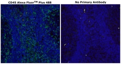 Invitrogen&trade;&nbsp;CD45 Monoclonal Antibody (CD45-2B11), Alexa Fluor&trade; Plus 488