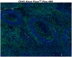 Invitrogen&trade;&nbsp;CD45 Monoclonal Antibody (CD45-2B11), Alexa Fluor&trade; Plus 488
