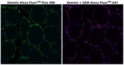 Invitrogen&trade;&nbsp;Desmin Monoclonal Antibody (DE-U-10), Alexa Fluor&trade; Plus 488