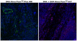 Invitrogen&trade;&nbsp;Alpha-Smooth Muscle Actin Monoclonal Antibody (1A4), Alexa Fluor&trade; Plus 488