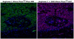 Invitrogen Arginase 1 Monoclonal Antibody (sl6arg), Alexa Fluor Plus 488