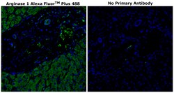 Invitrogen Arginase 1 Monoclonal Antibody (sl6arg), Alexa Fluor Plus 488