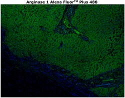 Invitrogen Arginase 1 Monoclonal Antibody (sl6arg), Alexa Fluor Plus 488