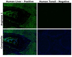 Invitrogen™ Arginase 1 Monoclonal Antibody (sl6arg), Alexa Fluor™ Plus 488