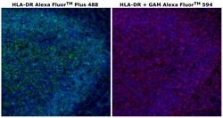Invitrogen HLA-DR Monoclonal Antibody (LN3), Alexa Fluor Plus 488 500 &mu;L;