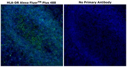 Invitrogen HLA-DR Monoclonal Antibody (LN3), Alexa Fluor Plus 488 500 &mu;L;