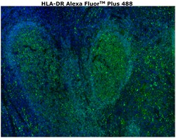 Invitrogen HLA-DR Monoclonal Antibody (LN3), Alexa Fluor Plus 488 500 &mu;L;