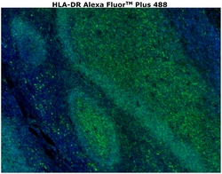 Invitrogen HLA-DR Monoclonal Antibody (LN3), Alexa Fluor Plus 488 500 &mu;L;
