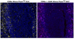 Invitrogen™ CD8 alpha Monoclonal Antibody (C8/144B), Alexa Fluor™ 514