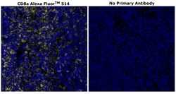 Invitrogen&trade;&nbsp;CD8 alpha Monoclonal Antibody (C8/144B), Alexa Fluor&trade; 514