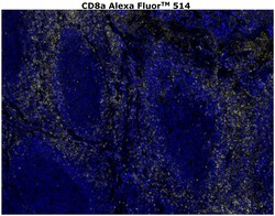 CD8 alpha Monoclonal Antibody (C8/144B), Alexa Fluor™ 514, Invitrogen™