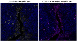 Invitrogen CD15 Monoclonal Antibody (MMA), Alexa Fluor 514 500 &mu;L; Alexa