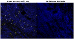 Invitrogen CD15 Monoclonal Antibody (MMA), Alexa Fluor 514 500 &mu;L; Alexa