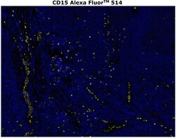 Invitrogen CD15 Monoclonal Antibody (MMA), Alexa Fluor 514 500 &mu;L; Alexa