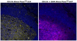 Invitrogen&trade;&nbsp;CD11b Monoclonal Antibody (C67F154), Alexa Fluor&trade; 514