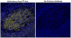 Invitrogen CD20 Monoclonal Antibody (L26), Alexa Fluor 514 500 &mu;L | Buy Online | Invitrogen&trade; | Fisher Scientific