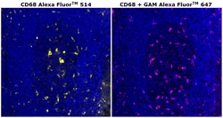 Invitrogen™ CD68 Monoclonal Antibody (KP1), Alexa Fluor™ 514