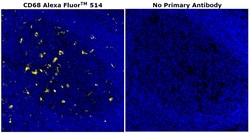 Invitrogen&trade;&nbsp;CD68 Monoclonal Antibody (KP1), Alexa Fluor&trade; 514