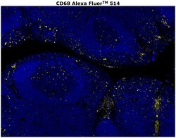 Invitrogen&trade;&nbsp;CD68 Monoclonal Antibody (KP1), Alexa Fluor&trade; 514