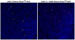 Invitrogen&trade;&nbsp;CD223 (LAG-3) Monoclonal Antibody (3DS223H), Alexa Fluor&trade; 514