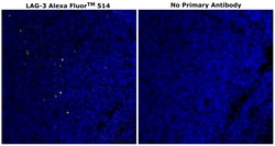 Invitrogen&trade;&nbsp;CD223 (LAG-3) Monoclonal Antibody (3DS223H), Alexa Fluor&trade; 514